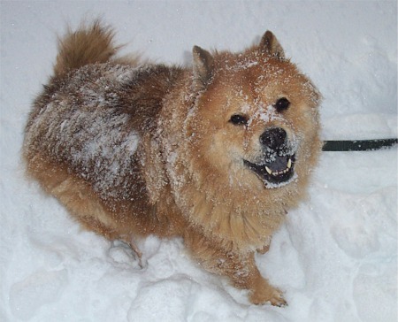  dog on snow