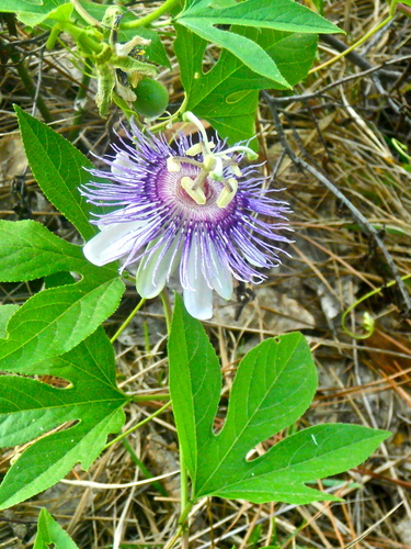 A Beautiful Passion Flower