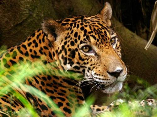  A Jaguar