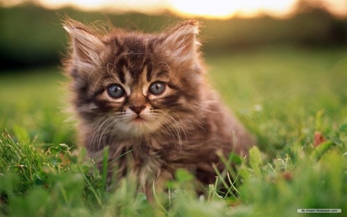  A Lovely Kitten for Lovely Shirin <3