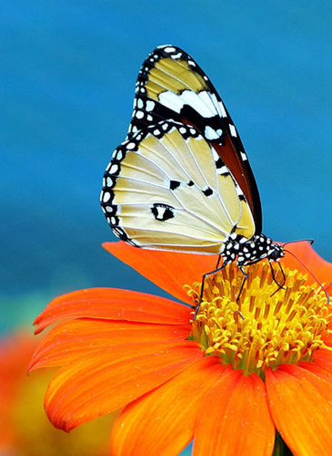  Beautiful papillon