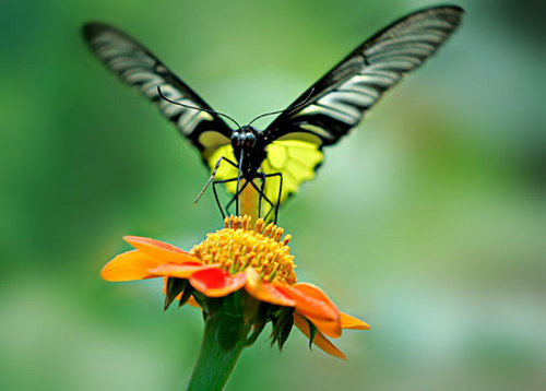 Beauty butterfly