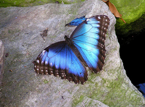  Beauty mariposa