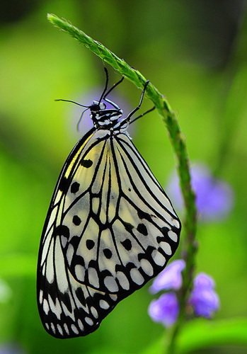  Beuatuful бабочка