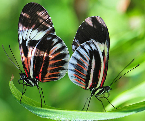  Beuatuful vlinder