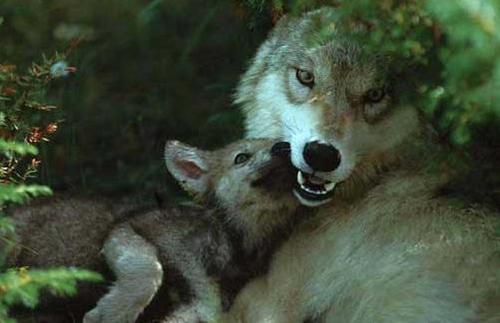 Gray serigala, wolf
