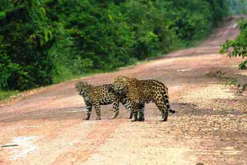  Jaguars on the road