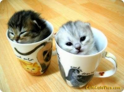  cuttest chatons ever