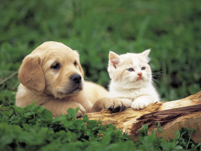  ♥ chiots and kitties ♥
