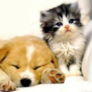  ♥ anak anjing and kitties ♥