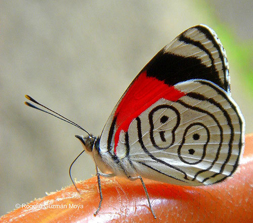  Awesome borboletas