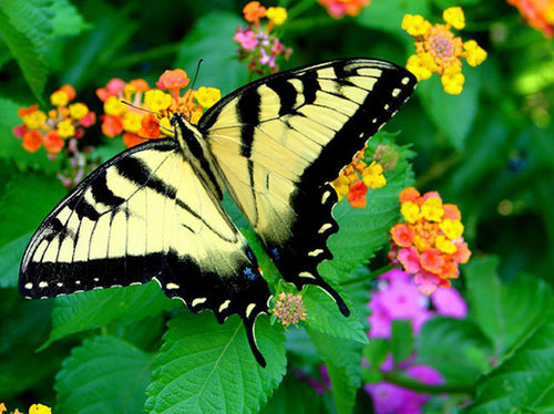 Awesome butterflies