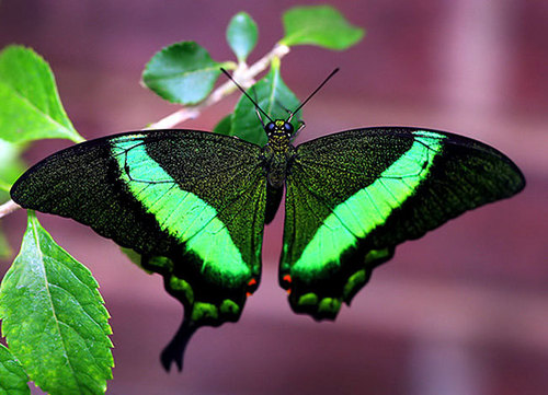  Awesome Schmetterlinge