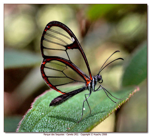  Awesome bướm