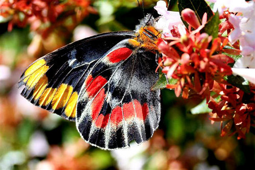  Awesome farfalle