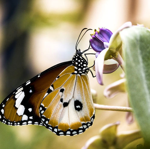  Awesome 나비