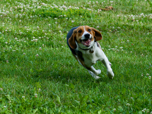 bigle, beagle