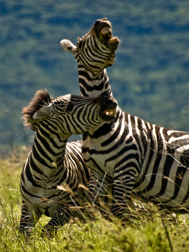  Dueling Zebras