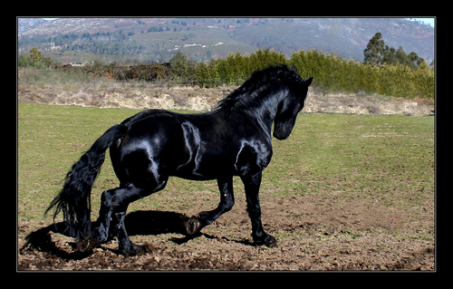  Jet black Friesian horse