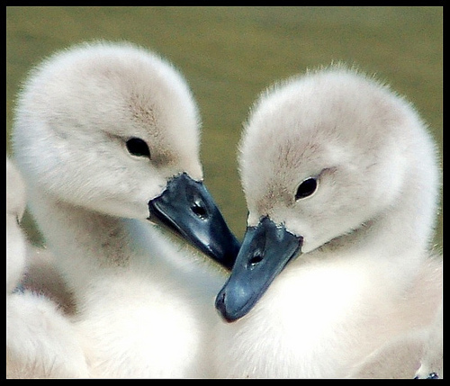  Me and Sylvie (baby swans)