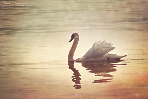  My soul is an Verzaubert boat, Which, like a sleeping swan, doth float Upon the silver waves