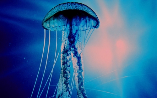  Stock ~ Jellyfish