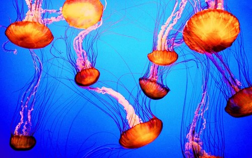  Stock ~ Jellyfish