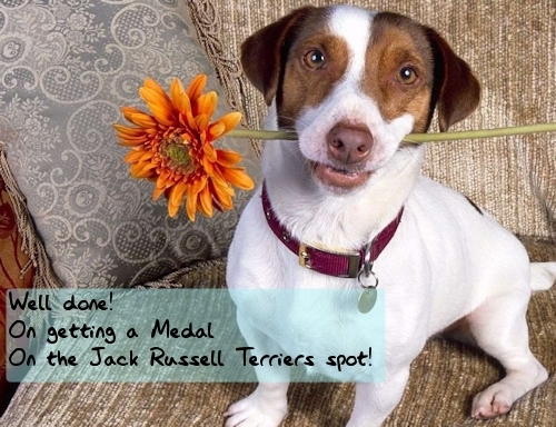  Well done!, on getting a medal in the Jack Russell Terriers spot!