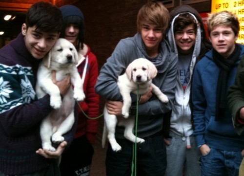  1 Direction Wiv 2 Adorable कुत्ता :) x