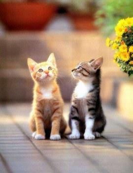  Adorable kitties :)