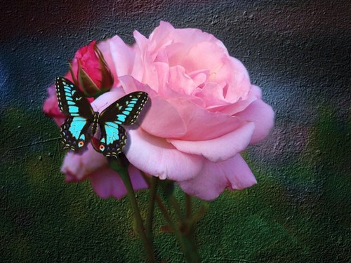  borboleta And Rose