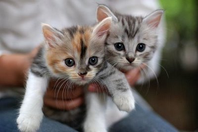  Cute kitties!
