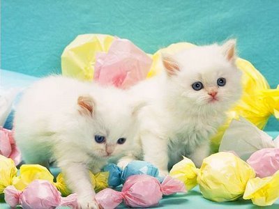  Cute kitties!