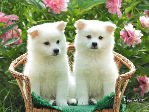  Cute pups!