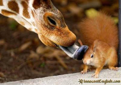  Girraffe Licking A eichhörnchen