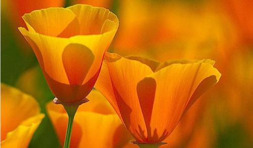  God's beautiful orange fleurs