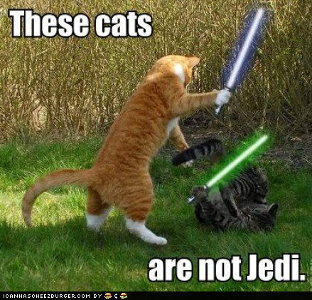  Jedi Katzen