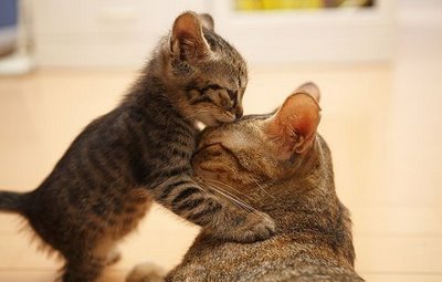  Kittie kissing mommy cat <3
