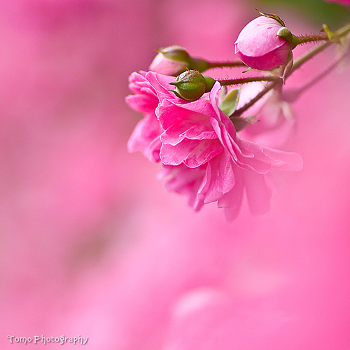  merah jambu is beautiful