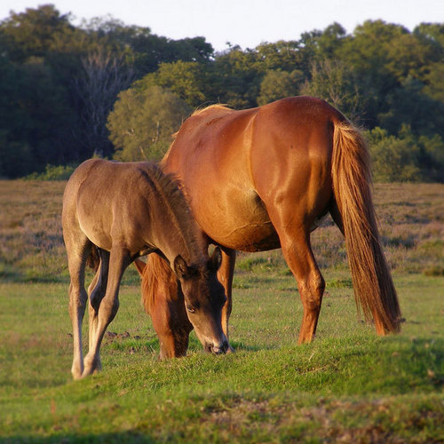  Beautiful Pferde