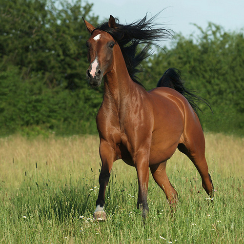  Beautiful kuda
