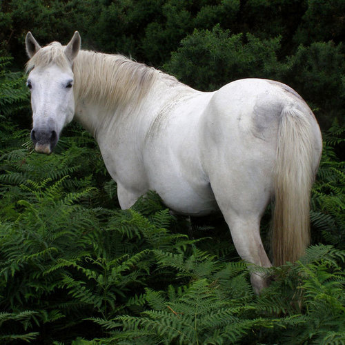  Beautiful cavalos
