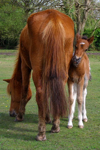  Beautiful chevaux