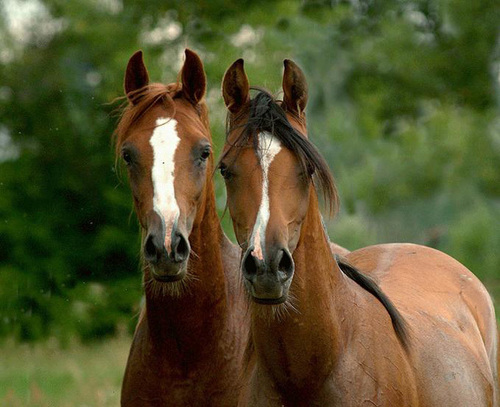  Beautiful caballos