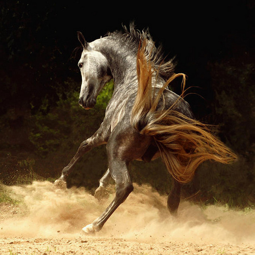  Beautiful horses