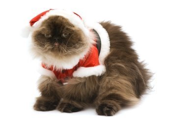  Weihnachten Cat <3