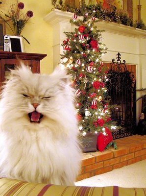 Christmas Cat <3