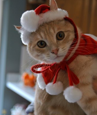  Рождество Cat <3