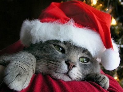  Christmas Cat <3