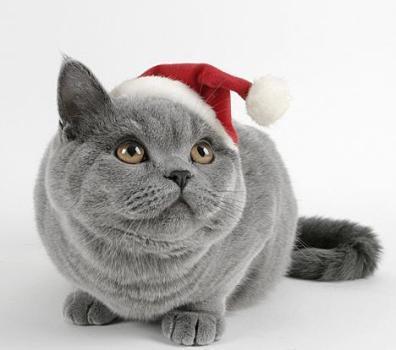 Weihnachten Cat <3